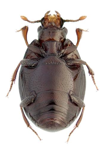 Réf. 332 768 : Acritus analis